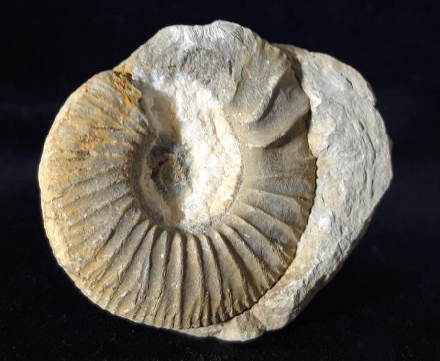 Ataxioceras (Ataxioceras) sp. FONTANNES 1879 - Bild © FossNet FossilienStore